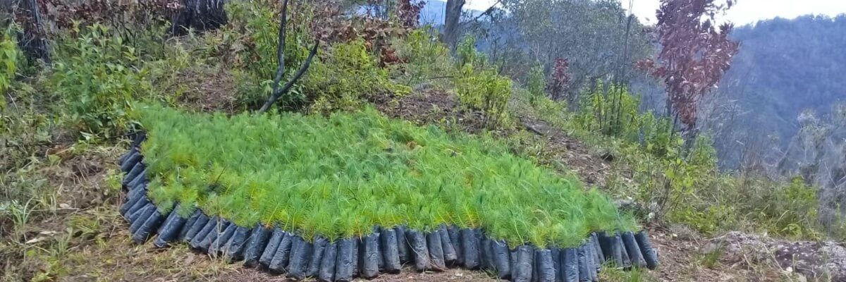 Regeneración natural bosque de Pino.  Cooperativa Agroforestal San Antonio