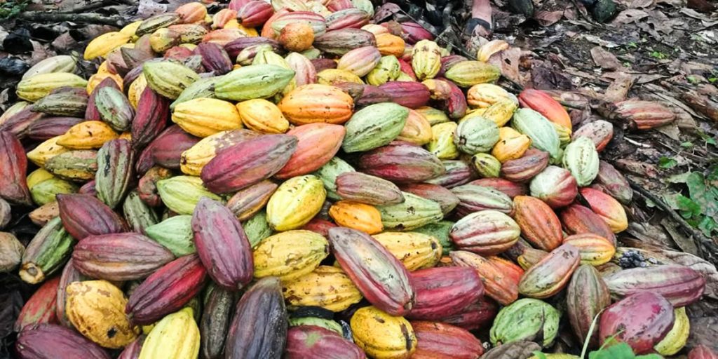 Fortaleciendo la Capacidad de Adaptación.   Productores de Cacao Agroambientalistas de Guatuso (ASOPAC)