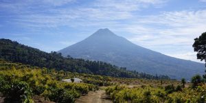 Asociación de Productores Orgánicos de la Zona Norte Norte