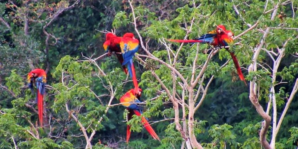Scarlet Macaw Bed and Breakfast Group
