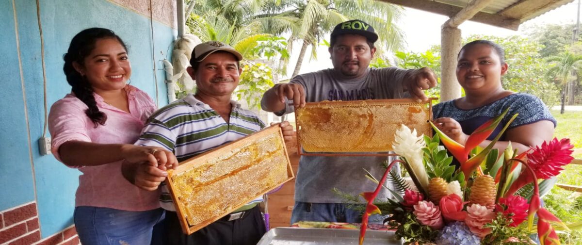 Nos unimos a la Celebración del Día Mundial de las Abejas, para Felicitar a Nuestras  Cooperativas Socias