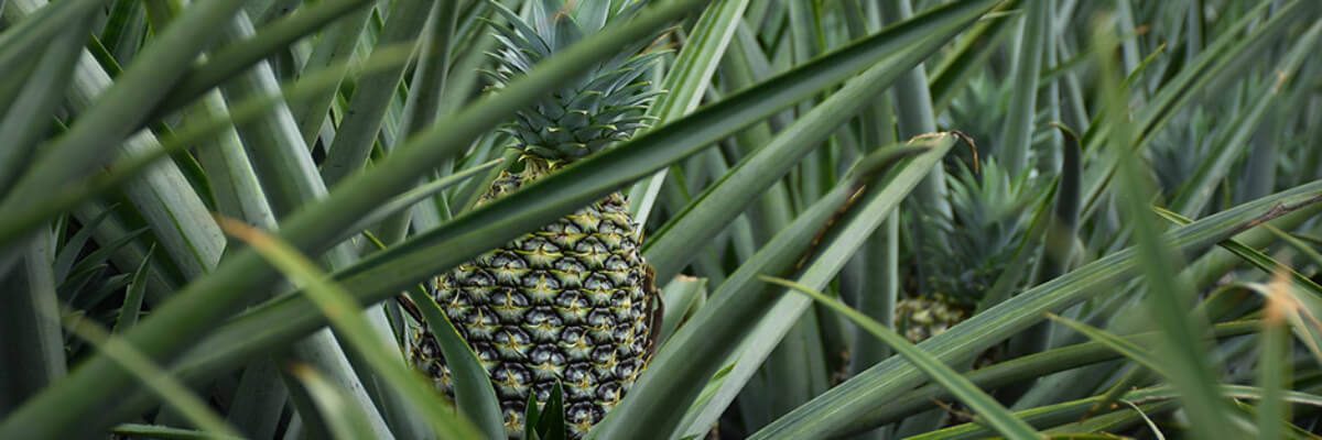 Cooperativa Agroindustrial y Servicios Múltiples de San Antonio Pérez Zeledón R.L