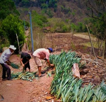 Entrega de Hijuelos de Henequén a familias