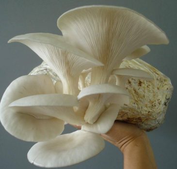 asoorganicos asoorganicos