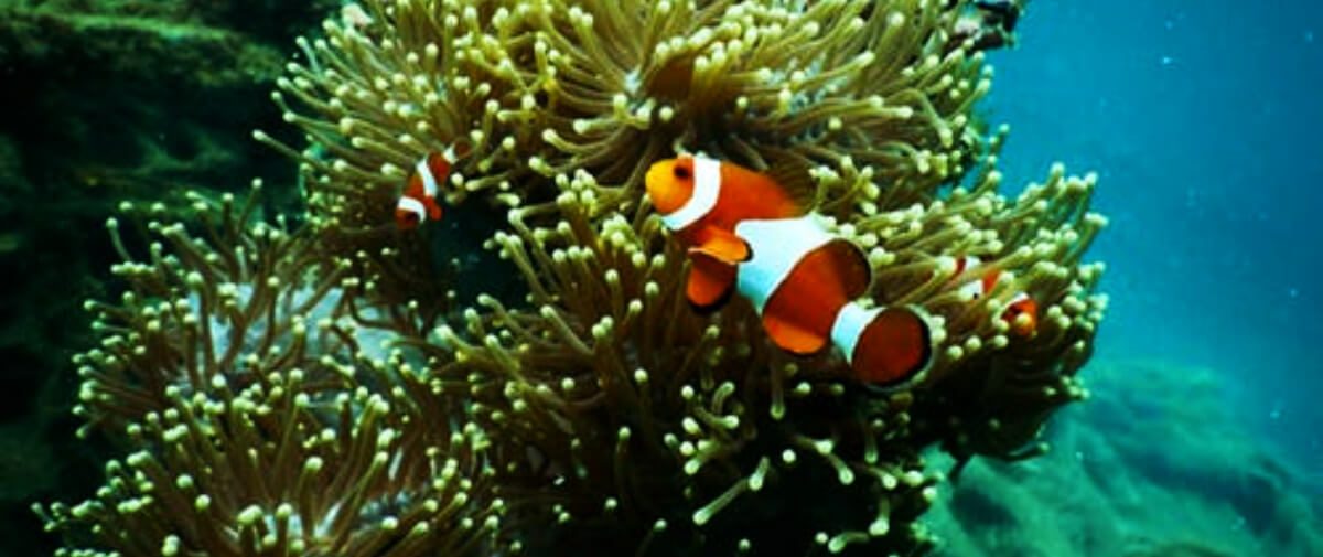 Los océanos son el pilar de la vida, las prácticas insostenibles le están causando un grave daño.