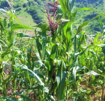 Parcela con cultivo de maíz de la variedad criollo.