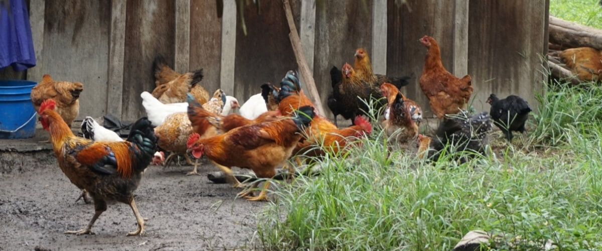 Trabajando por una mejor calidad de vida a través de la agricultura tradicional diversificada y prácticas silvopastoriles en la comunidad Maya Mopan, al sur de Belize