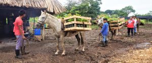 Rescatando las semillas criollas, la agrobiodiversidad y las tradiciones productivas, en la Pampa Guanacasteca
