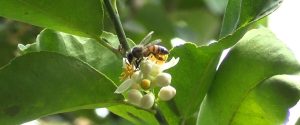 Conservando la agrobiodiversidad mediante la ampliación de sistemas agroforestales y la producción de miel de abeja
