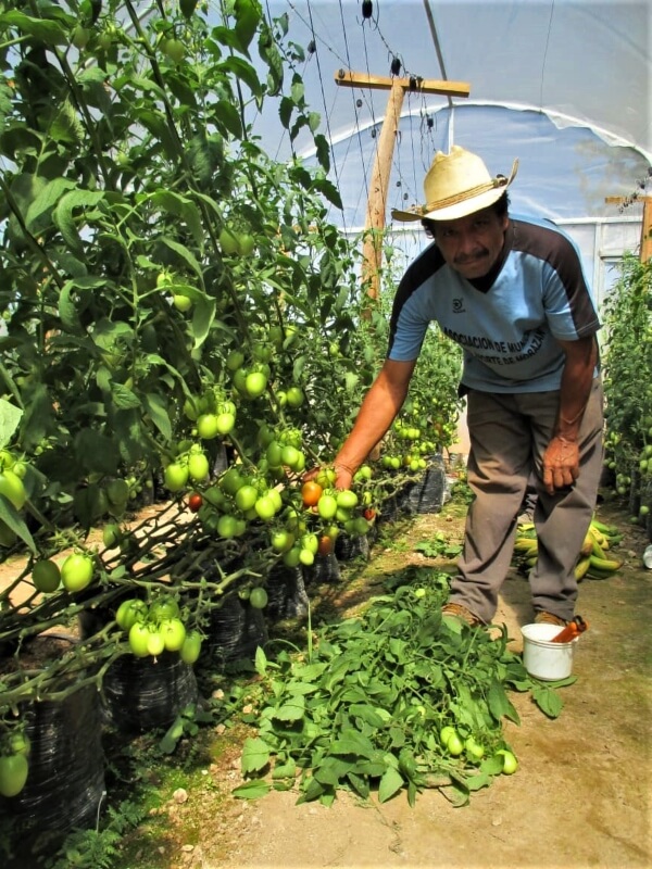 Producción de tomate en Macrotúnel