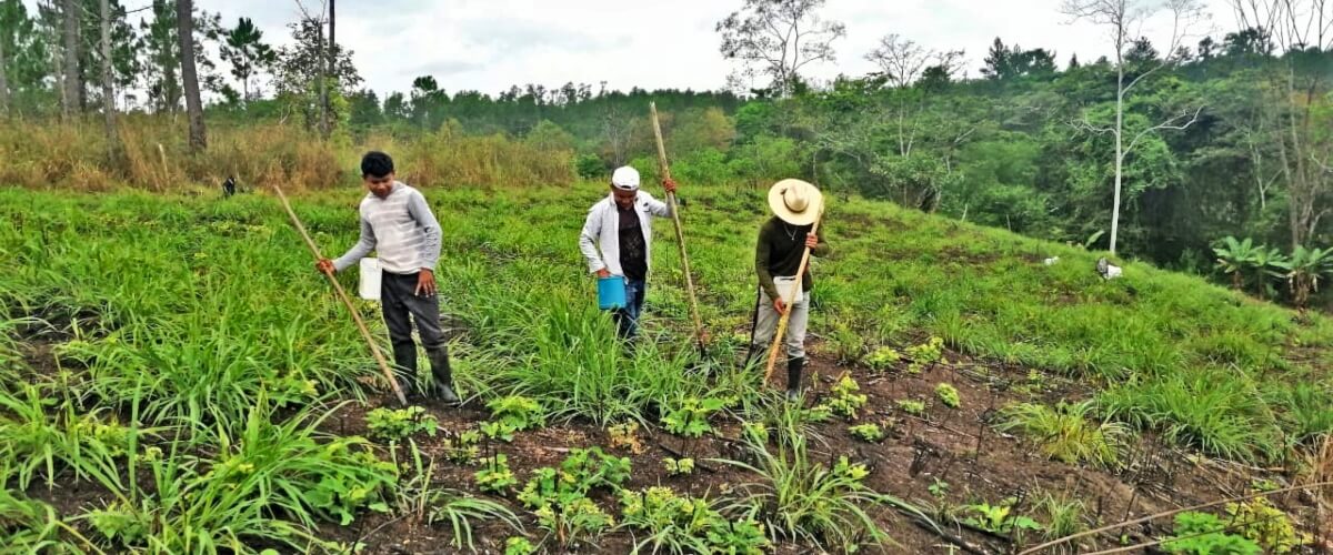 Siembras de granos básicos, productos hortícolas, frutales y Café Criollo; para el buen vivir del pueblo Pesh