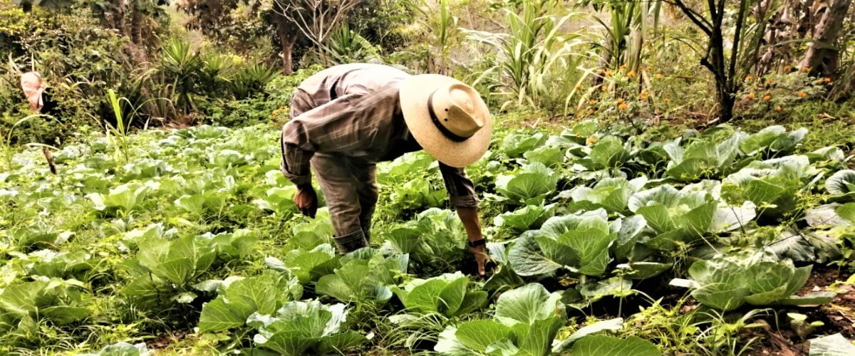 Agricultura ecológica, una alternativa de adaptación para familias indígenas y campesinas en Copán Ruinas