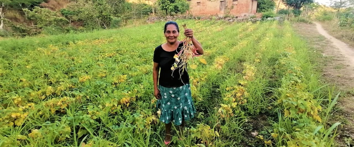 Bancos de semillas, sistemas de riego y capacitación; claves para lograr la seguridad alimentaria en Choluteca, Honduras