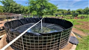 Estanques para cultivo de tilapia