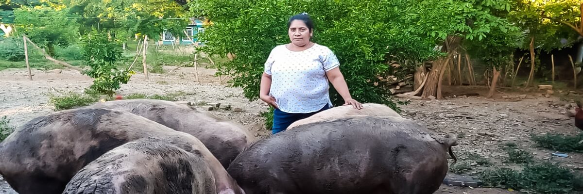 Mujeres de la Sureñita, mejoran la calidad de vida, mediante la producción de cerdos y gallinas ecológicas