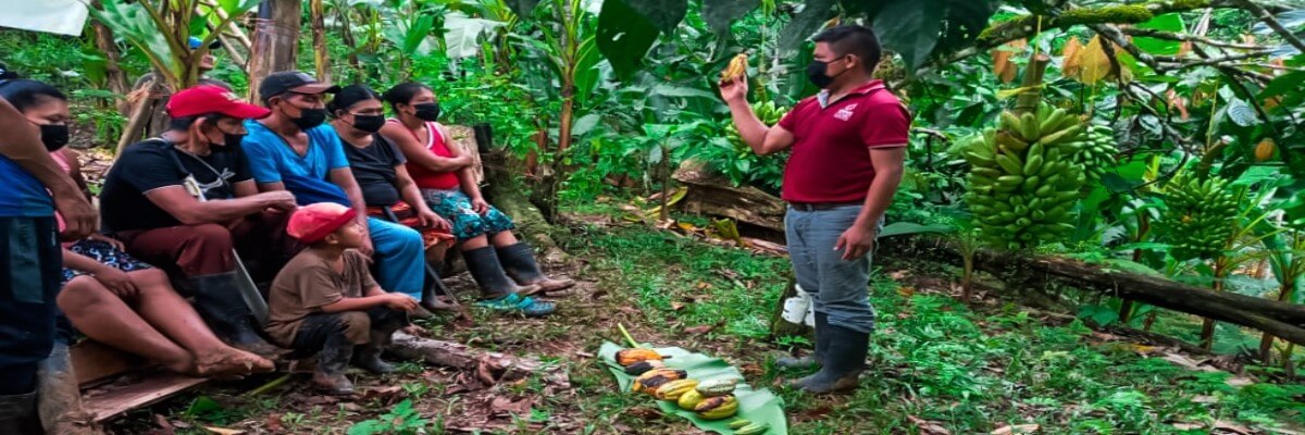 Restauración de plantaciones de cacao devuelve la esperanza a productores de COCABO, en Almirante, Bocas del Toro, Panamá
