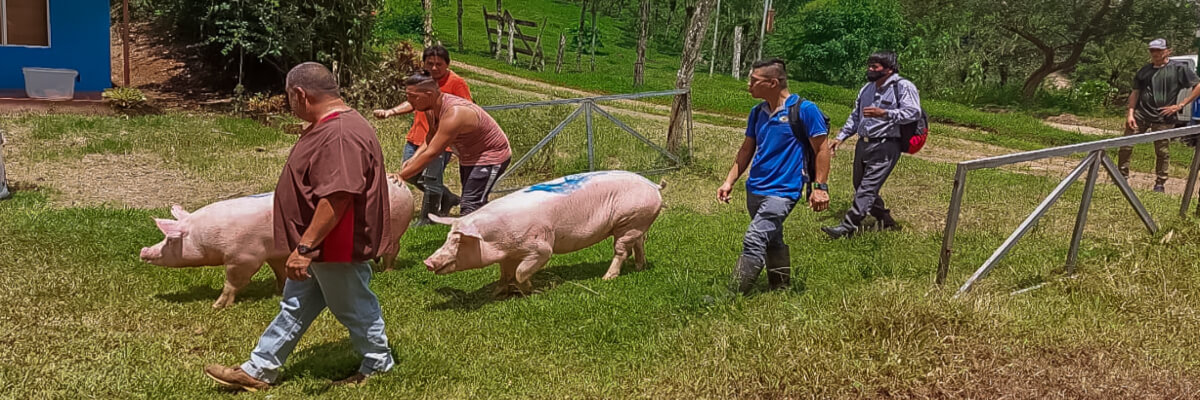 Territorio indígena Malecu, mejora sus condiciones de vida mediante la producción de alimentos saludables y nutritivos