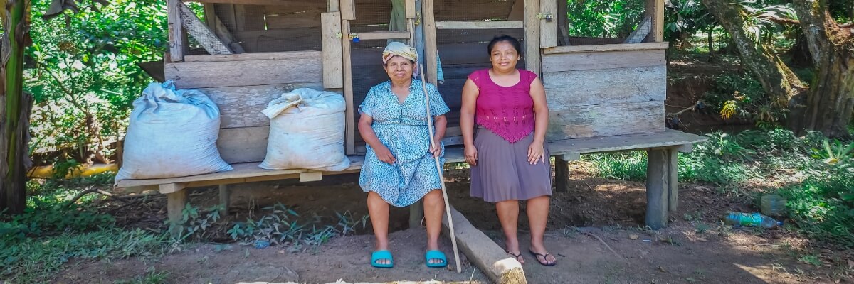 Rehabilitación de Parcelas de Cacao en el Valle de Risco, Panamá, trae esperanza al pueblo Ngäbe