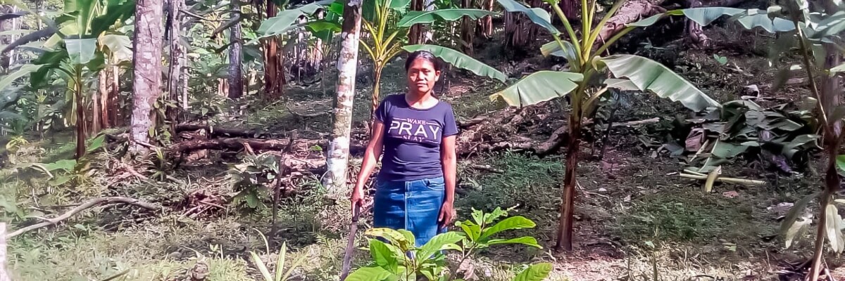 Rehabilitación de plantaciones de cacao en Bocas del Toro Almirante Panamá, devuelve la esperanza a productores de Cacao