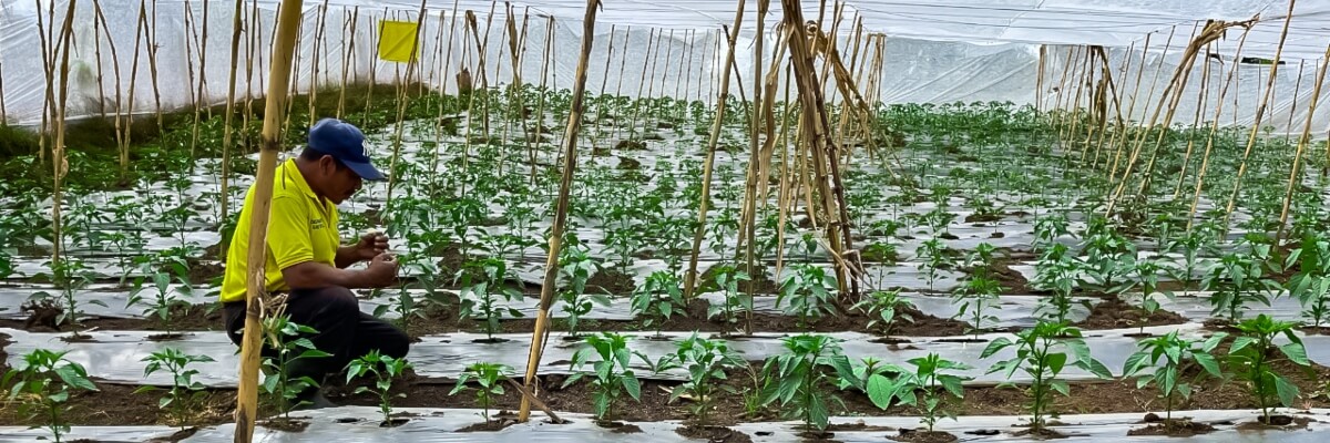 Pequeños productores de San Martin Jilotepeque, mejoran sus condiciones productivas con el apoyo del programa PAICC