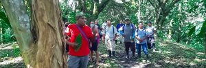 Rehabilitación de plantaciones de cacao en Bocas del Toro Almirante Panamá, devuelve la esperanza a productores de Cacao