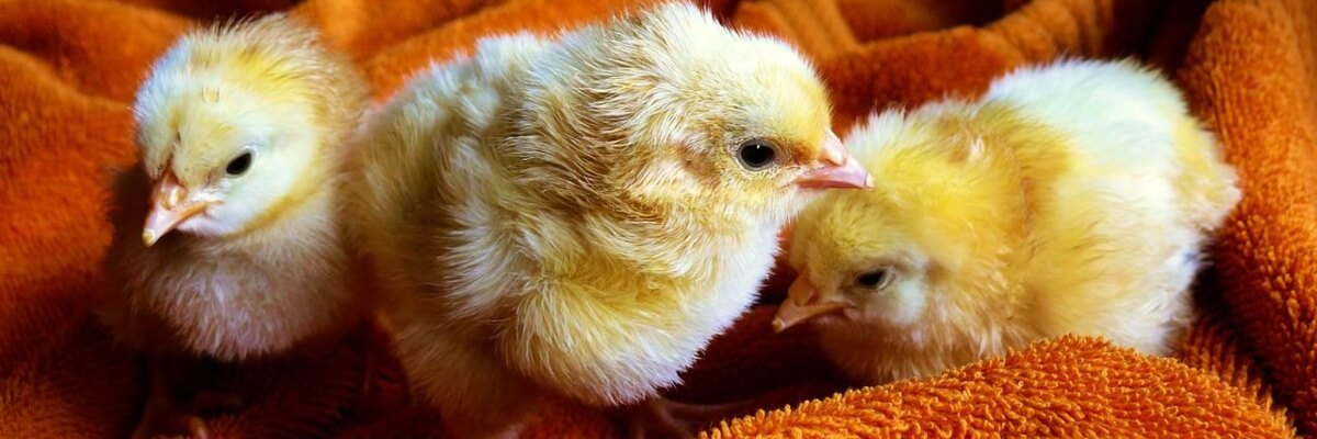 Producción Agrobiodiversa Ngäbe en la Comunidad de Valle de Risco