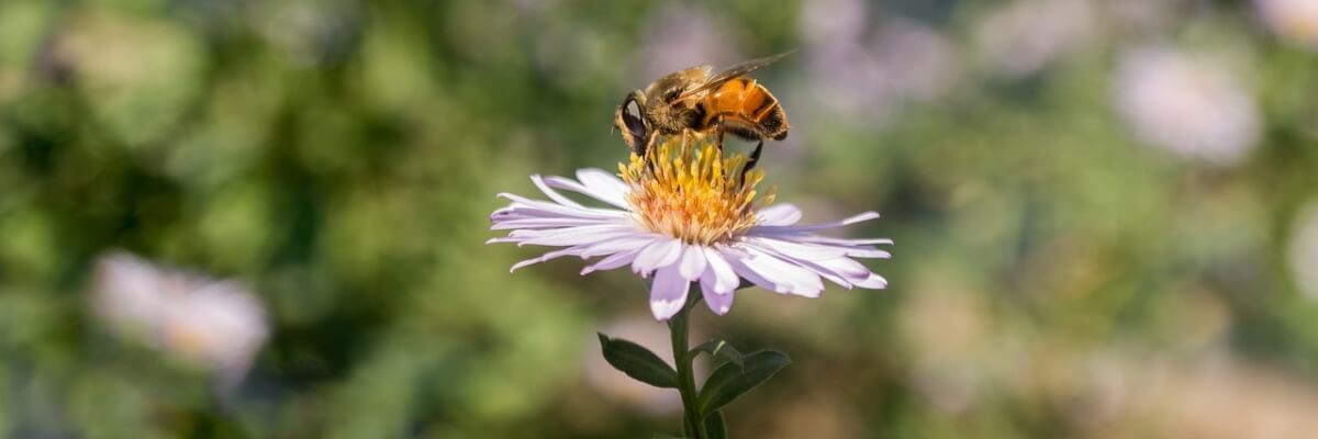 Reconocimiento de áreas para la implementación de apiarios, en la Unión Laguna Perdida