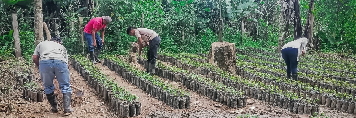 Viveros para el establecimiento de parcelas de café orgánico