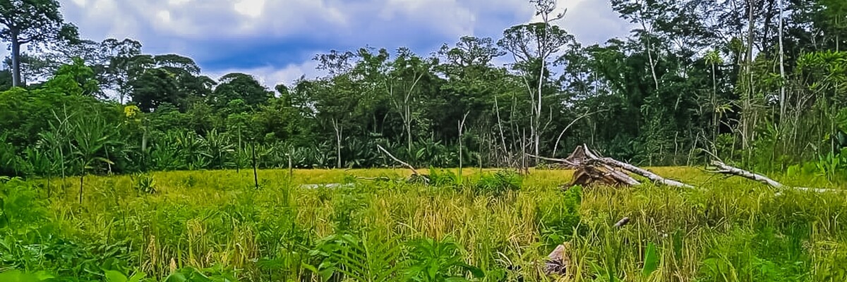 Seguimiento y Mantenimiento de Parcelas Productivas – Rubros Arroz y plátano en Aruza