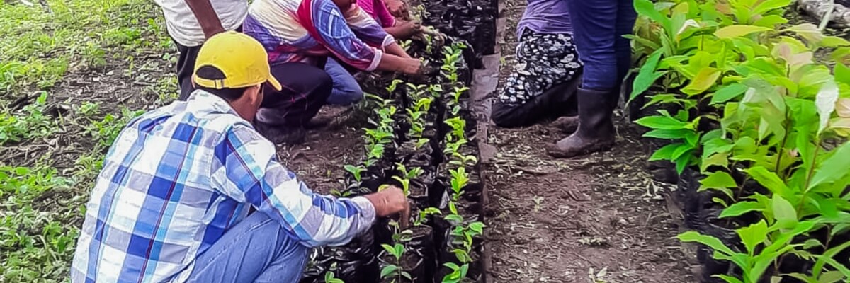 Establecimiento de Sistemas Agroforestales en la comunidad Unión Laguna Perdida