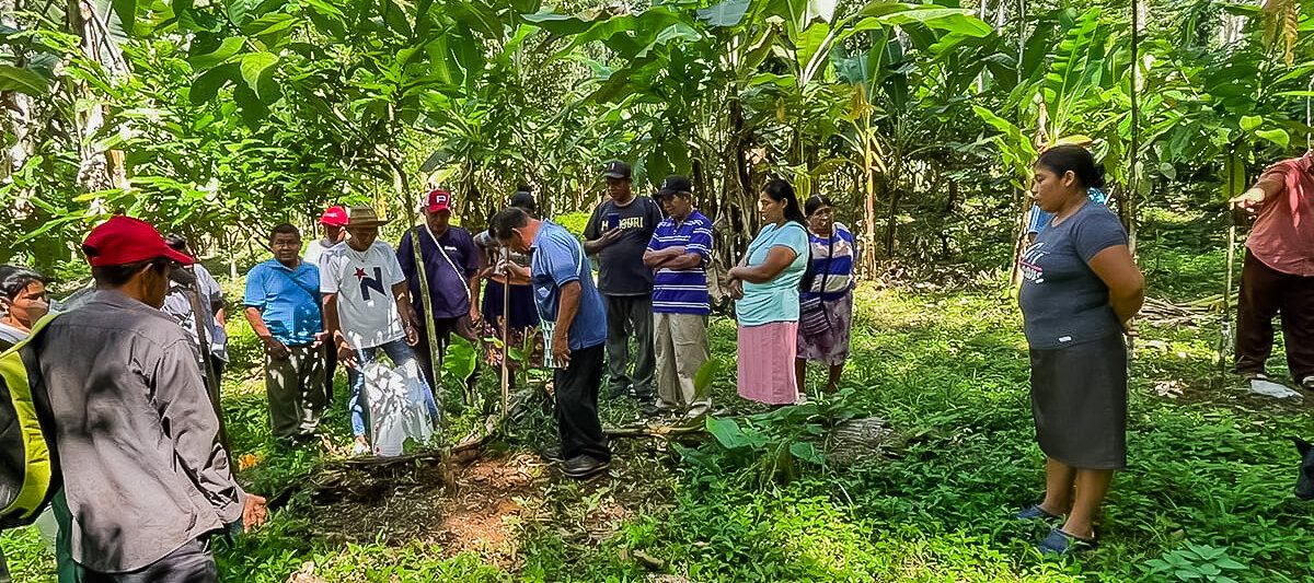 Entrega de Fertilizantes Orgánicos para la rehabilitación de parcelas de cacao