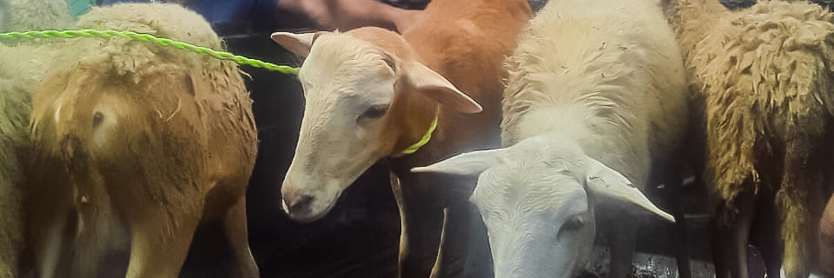 Entrega de Cabras en la Comunidad de Valle de Risco Panamá