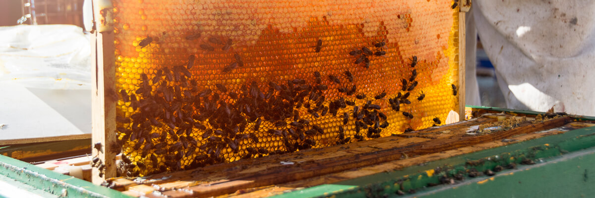 Implementos apícolas y capacitaciones fortalecen la producción orgánica en la Sierra Tecapa de El Salvador