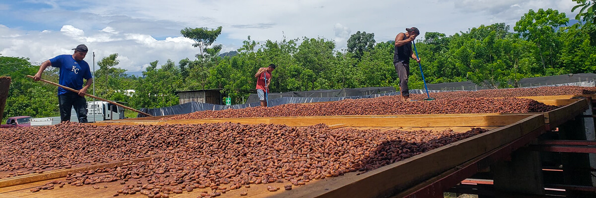 COPROASERSO equipa su laboratorio de catación de cacao para aumentar el valor agregado del grano y generar mejores beneficios para los productores