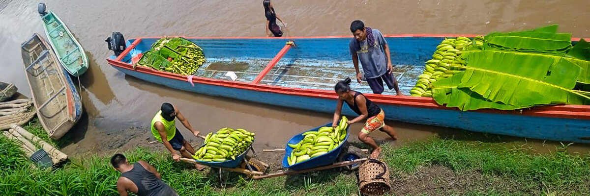 Éxito en la cosecha de plátanos impulsa la economía de la comunidad de Aruza