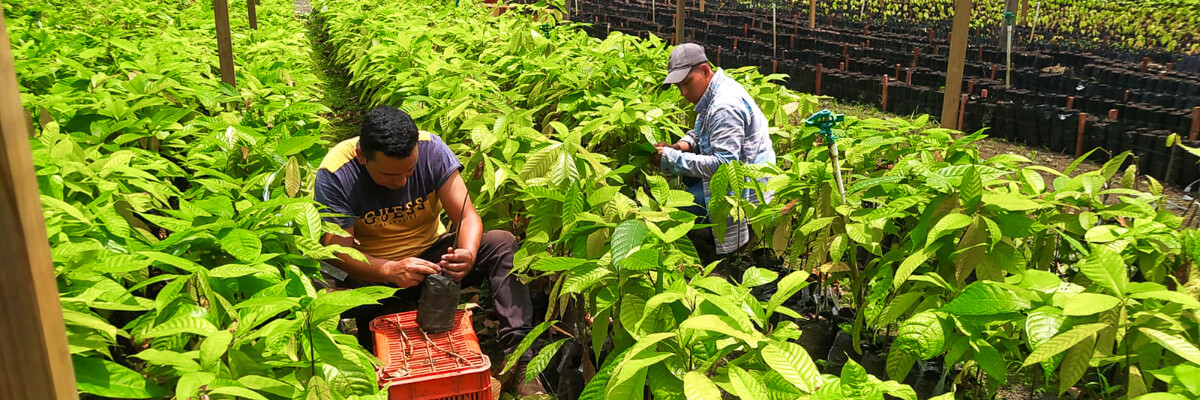 Impulsando la producción de cacao mediante la injertación de plantas en Petén