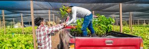 La Fundación Segundo Montes impulsa la producción sostenible de café en Morazán, El Salvador, con la entrega de 50 mil plantas