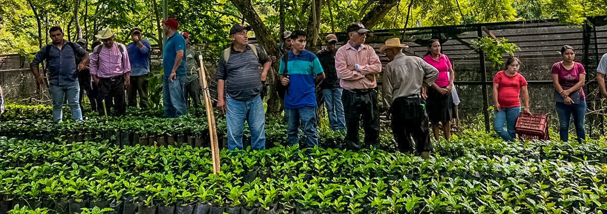 La Fundación Segundo Montes impulsa la producción sostenible de café en Morazán, El Salvador, con la entrega de 50 mil plantas