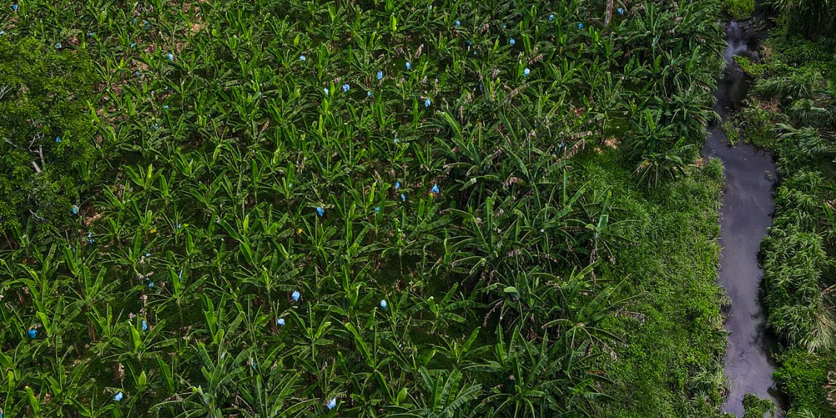 ADITIBRI Levantamiento Fotográfico: Un Paso Adelante en la Reforestación y Producción Semi-Agroecológica