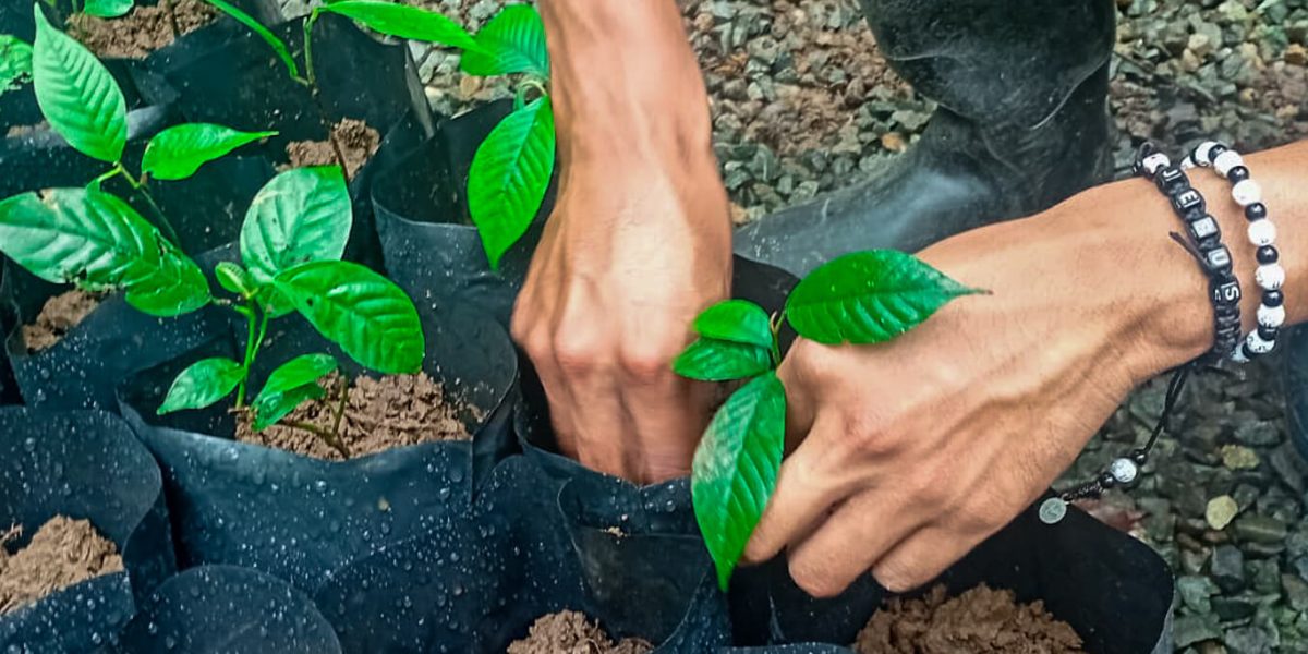 ADITICA impulsa la restauración de paisajes agrodiversos en la Reserva Indígena Cabécar de Talamanca
