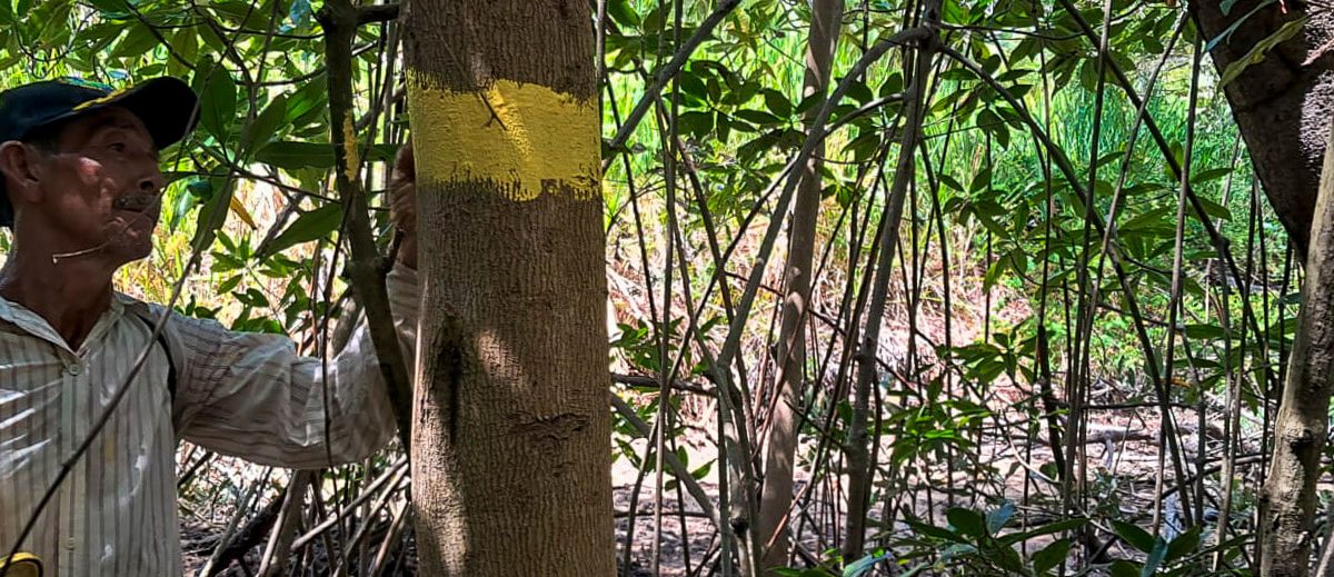Gira de Campo para Conservación de Manglares en Isla Espíritu Santo, Usulután