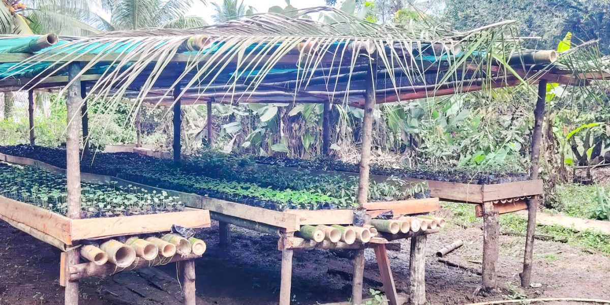 Establecimiento de Vivero Forestal en Finca Los Cativos impulsa restauración ecológica en Bocas del Toro