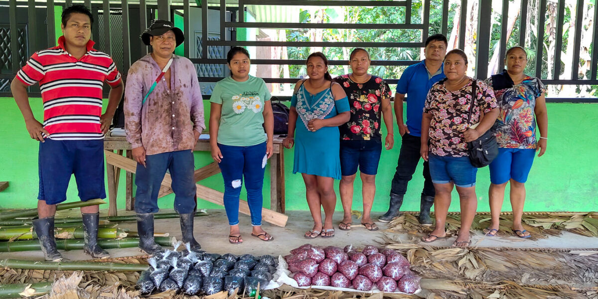 Comunidades cabécares reciben semillas criollas y apoyo técnico para fortalecer su producción agrícola