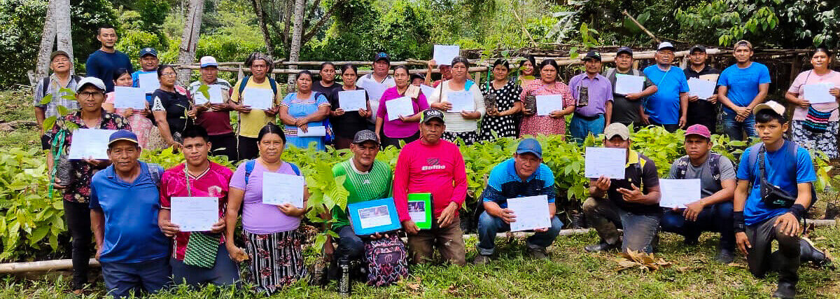 Productores de ASAFRI fortalecen sus capacidades en injertación de cacao en Valle de Risco