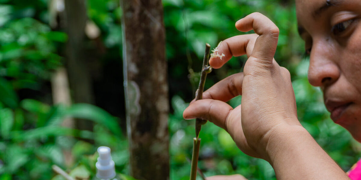 Valle de Risco, Panamá — Productoras fortalecen capacidades en injertación de cacao dentro del subproyecto de restauración agroforestal