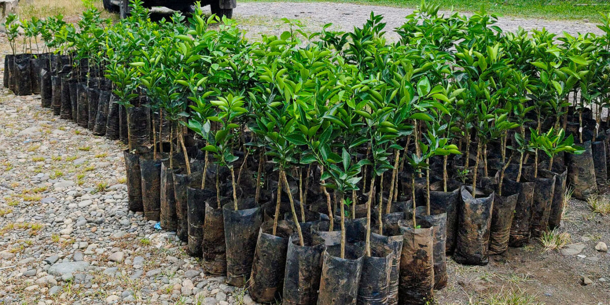 ADITICA y ACICAFOC impulsan sistemas agroforestales con entrega de frutales injertados en territorio Cabécar