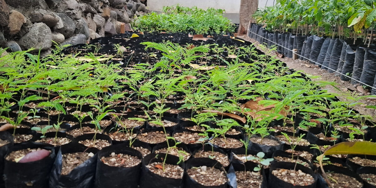 Jóvenes que cultivan el futuro: vivero comunitario impulsa la restauración ecológica y el desarrollo sostenible en Jalapa, Guatemala