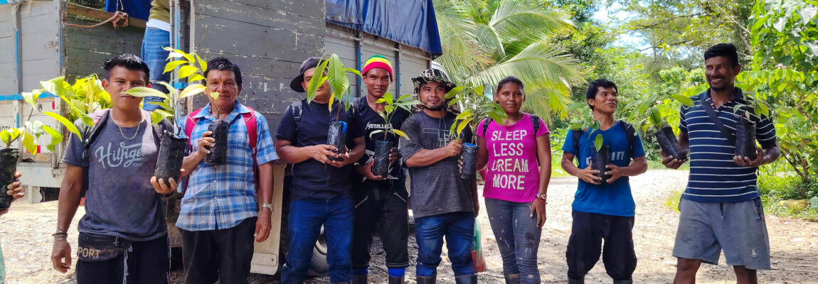 Familias Bribri reciben 1,375 plantas de cacao para fortalecer la ...
